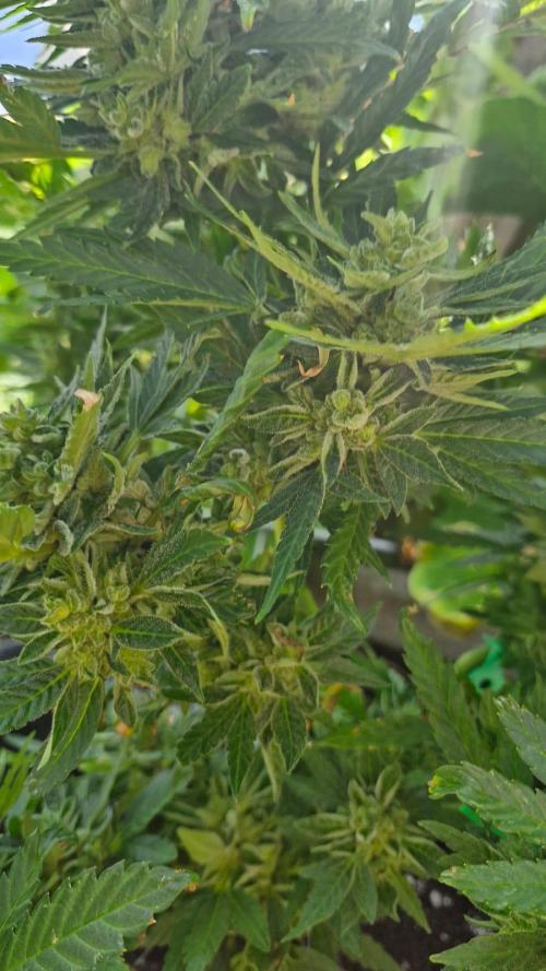 Spliff's Neville's Haze Auto Outdoor run. Week 12