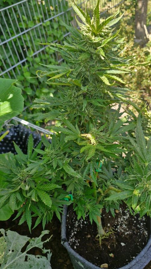 Spliff's Neville's Haze Auto Outdoor run. Week 12
