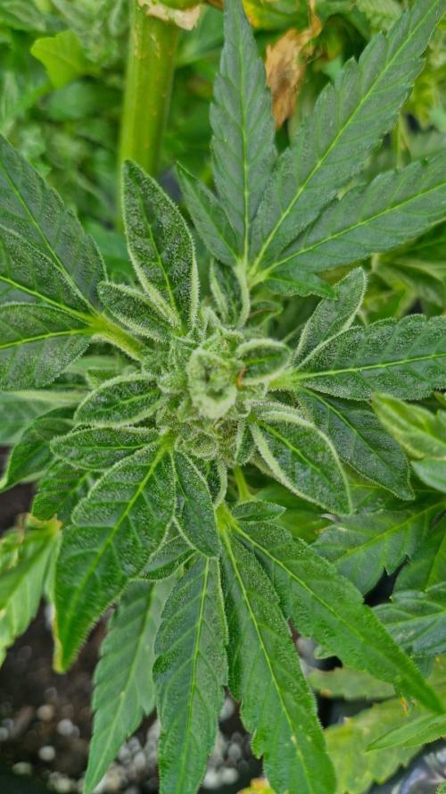Spliff's Neville's Haze Auto Outdoor run. Week 12