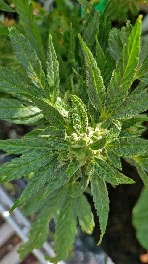 Spliff's Neville's Haze Auto Outdoor run. Week 12