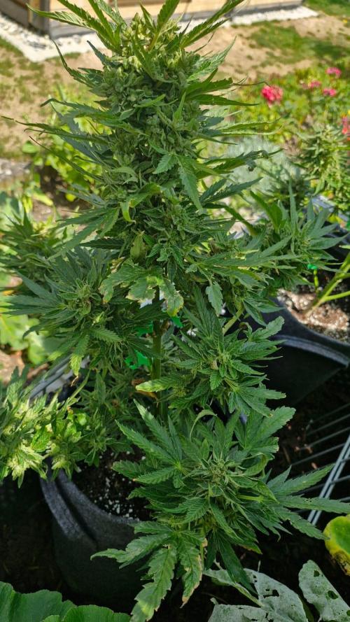 Spliff's Neville's Haze Auto Outdoor run. Week 12