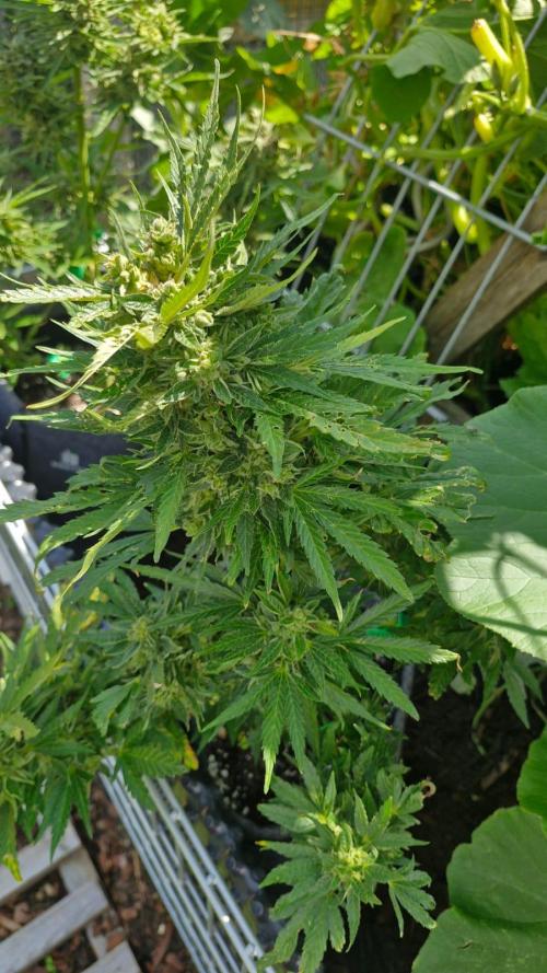 Spliff's Neville's Haze Auto Outdoor run. Week 12