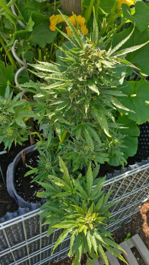 Spliff's Neville's Haze Auto Outdoor run. Week 12
