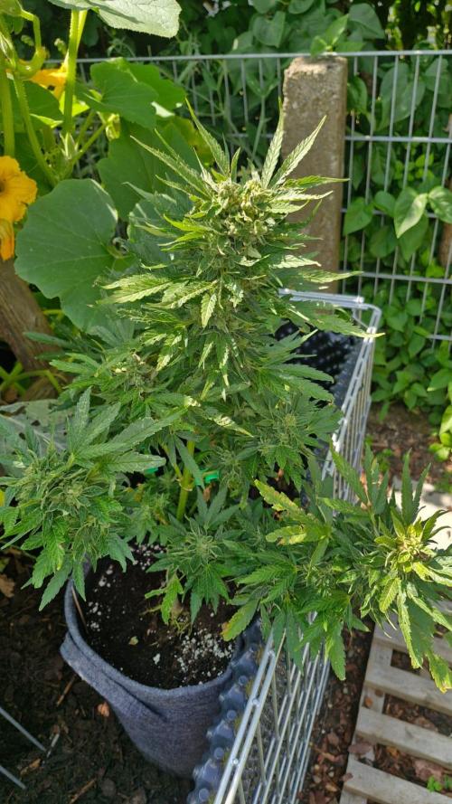 Spliff's Neville's Haze Auto Outdoor run. Week 12
