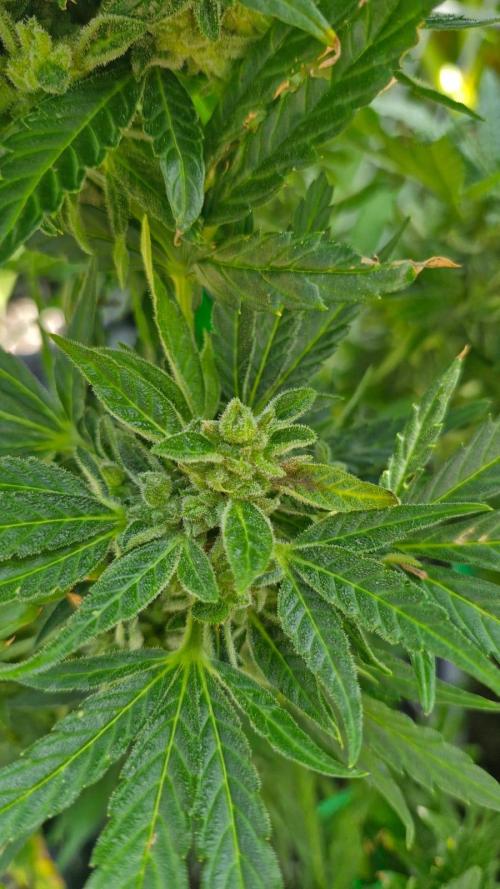 Spliff's Neville's Haze Auto Outdoor run. Week 12