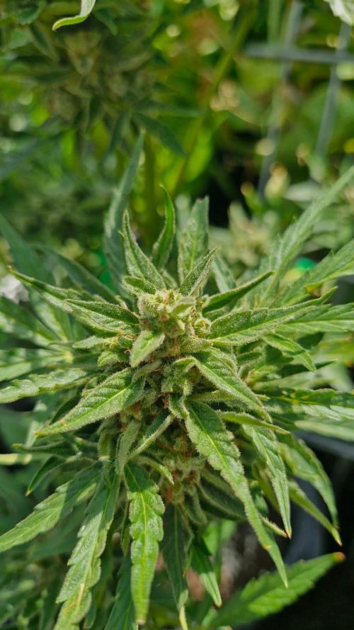 RQS' Milky Way F1 Outdoor Leftovers. Week 12