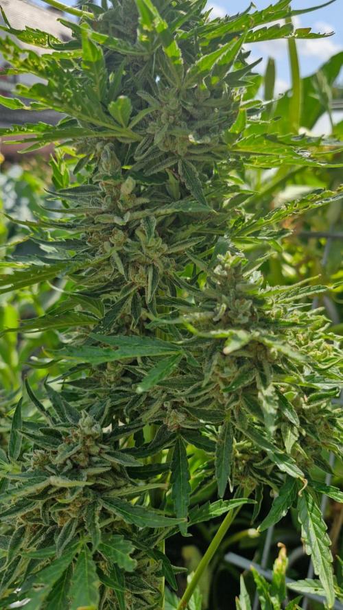 RQS' Milky Way F1 Outdoor Leftovers. Week 12