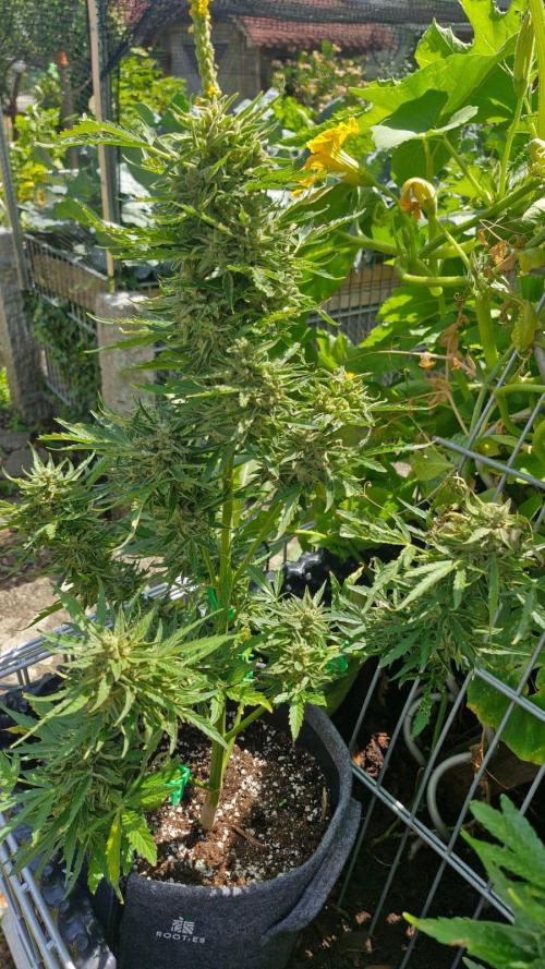 RQS' Milky Way F1 Outdoor Leftovers. Week 12