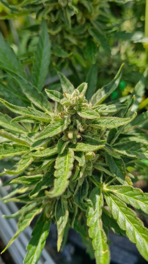 RQS' Milky Way F1 Outdoor Leftovers. Week 12