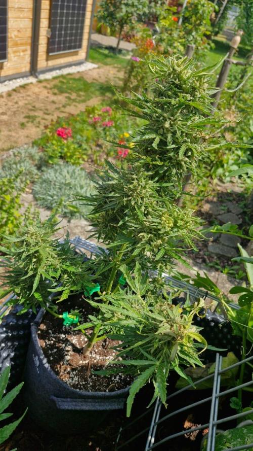RQS' Milky Way F1 Outdoor Leftovers. Week 12