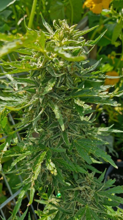 RQS' Milky Way F1 Outdoor Leftovers. Week 12