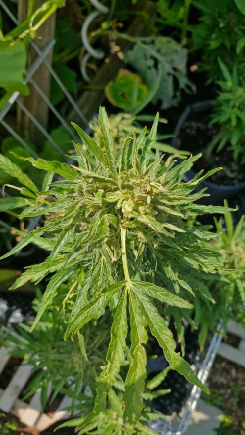 RQS' Milky Way F1 Outdoor Leftovers. Week 12