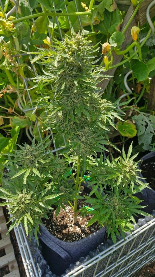 RQS' Milky Way F1 Outdoor Leftovers. Week 12