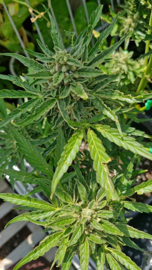 RQS' Milky Way F1 Outdoor Leftovers. Week 12