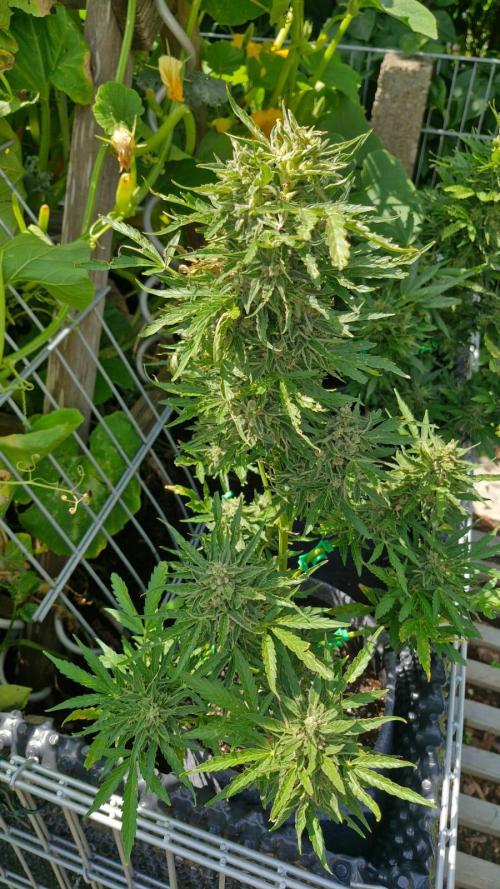 RQS' Milky Way F1 Outdoor Leftovers. Week 12