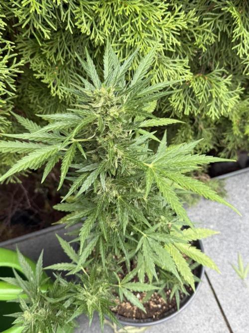 Spliff's Auto Neville's Haze Outdoor GER. Week 12