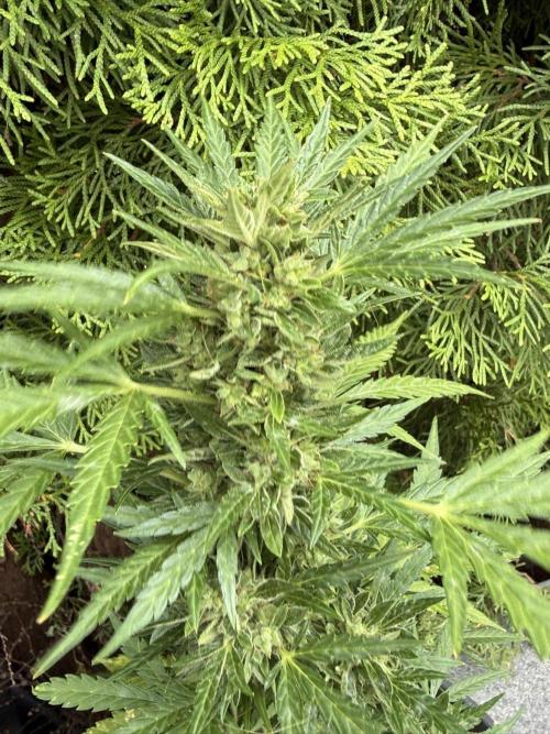 Spliff's Auto Neville's Haze Outdoor GER. Week 12