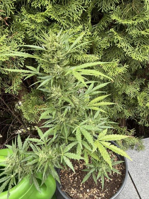 Spliff's Auto Neville's Haze Outdoor GER. Week 12