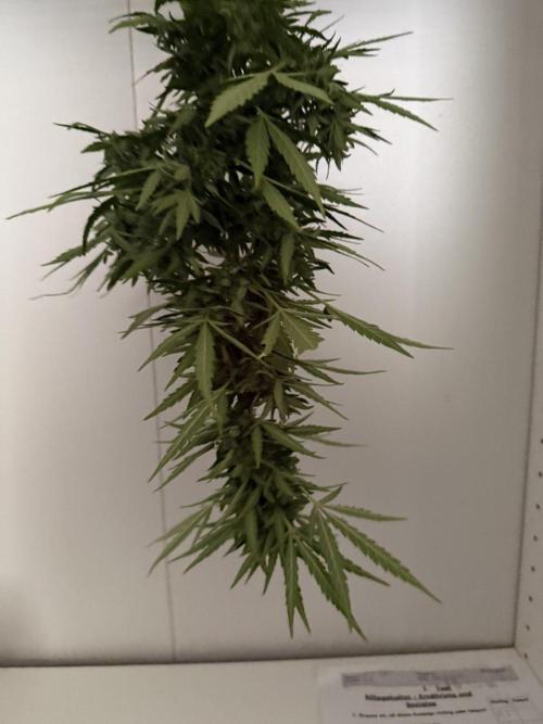 Spliff's Auto Neville's Haze Outdoor GER. Week 12