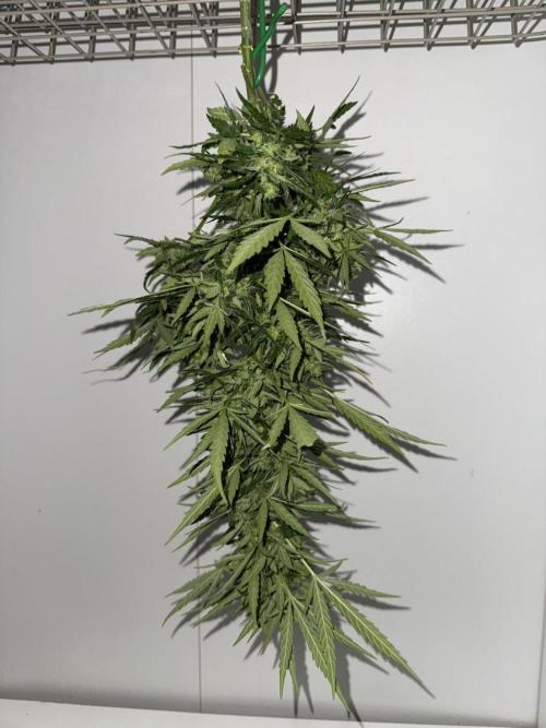 Spliff's Auto Neville's Haze Outdoor GER. Week 12
