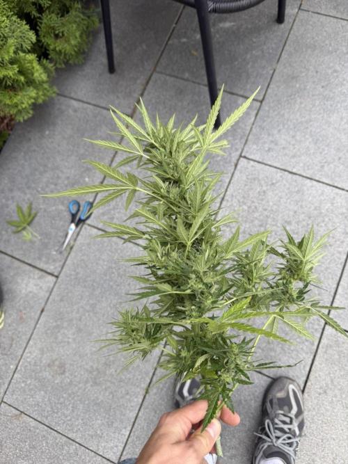 Spliff's Auto Neville's Haze Outdoor GER. Week 12