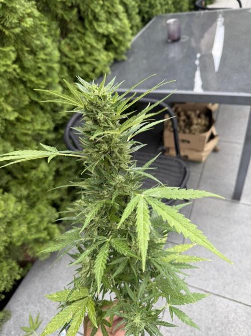 Spliff's Auto Neville's Haze Outdoor GER. Week 12