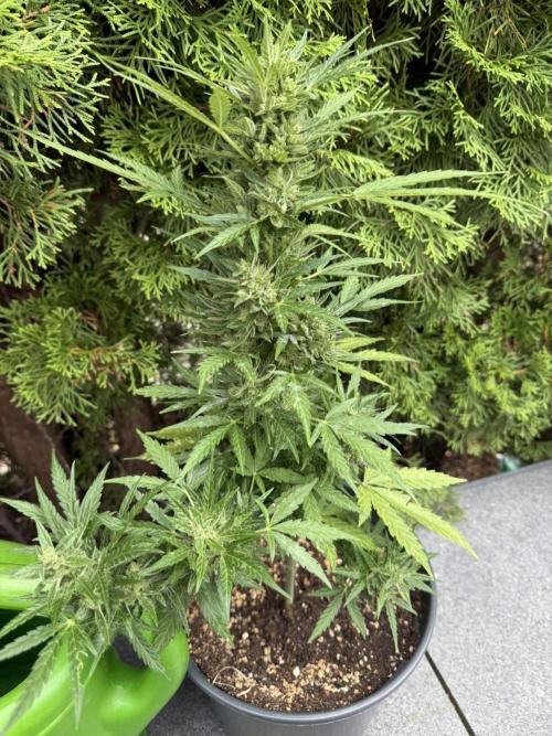 Spliff's Auto Neville's Haze Outdoor GER. Week 12