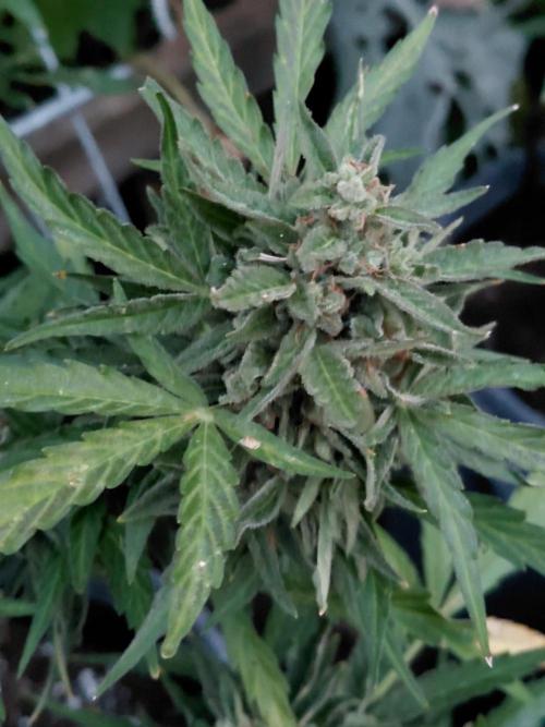 Spliff's Neville's Haze Auto Outdoor run. Week 13