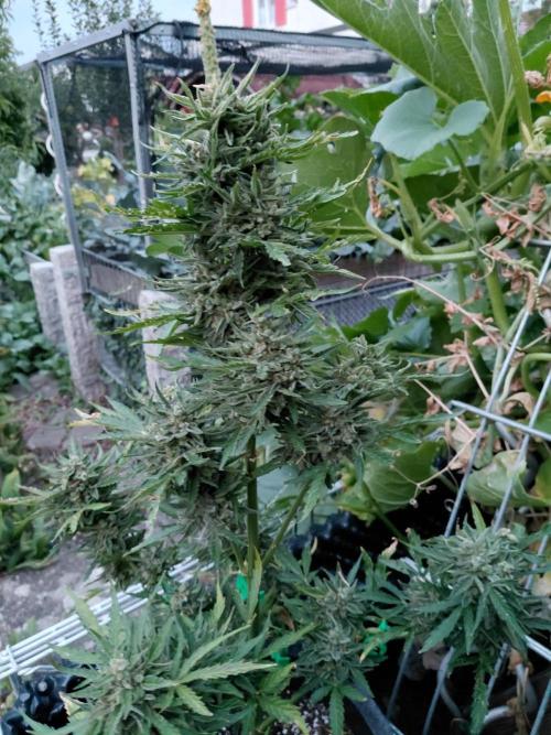 Spliff's Neville's Haze Auto Outdoor run. Week 13