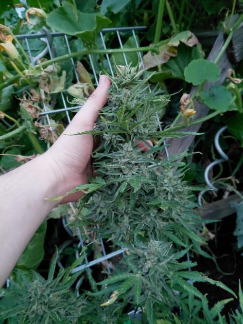 Spliff's Neville's Haze Auto Outdoor run. Week 13