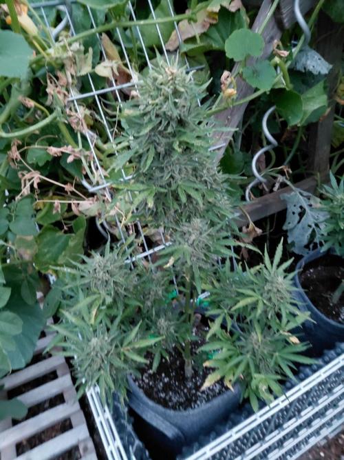 Spliff's Neville's Haze Auto Outdoor run. Week 13