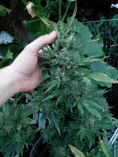 RQS' Milky Way F1 Outdoor Leftovers. Week 13