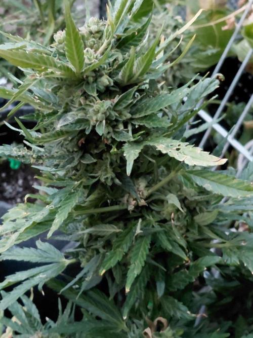 Spliff's Neville's Haze Auto Outdoor run. Week 13