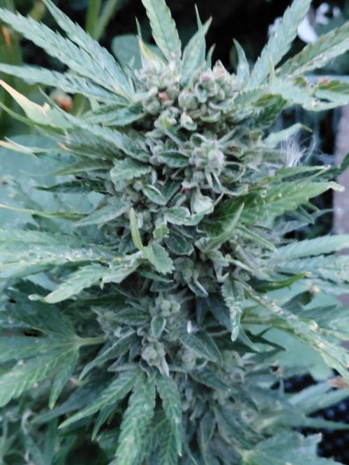 RQS' Milky Way F1 Outdoor Leftovers. Week 13