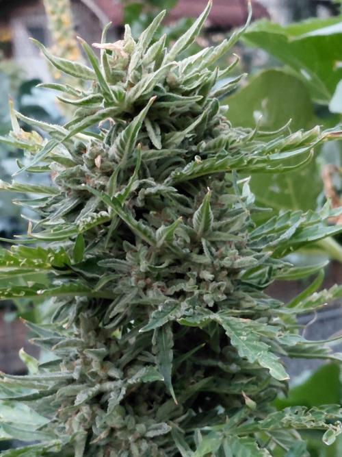 Spliff's Neville's Haze Auto Outdoor run. Week 13