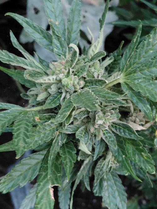RQS' Milky Way F1 Outdoor Leftovers. Week 13