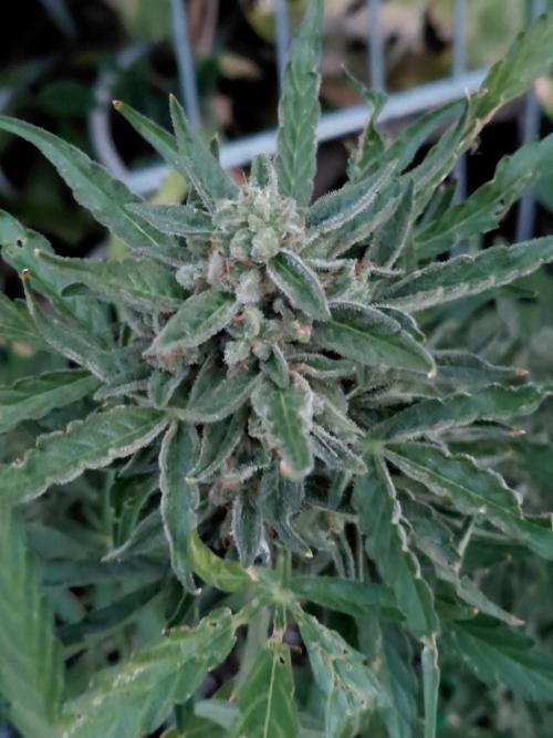 Spliff's Neville's Haze Auto Outdoor run. Week 13