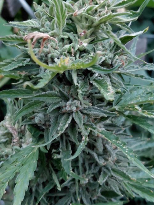 RQS' Milky Way F1 Outdoor Leftovers. Week 13