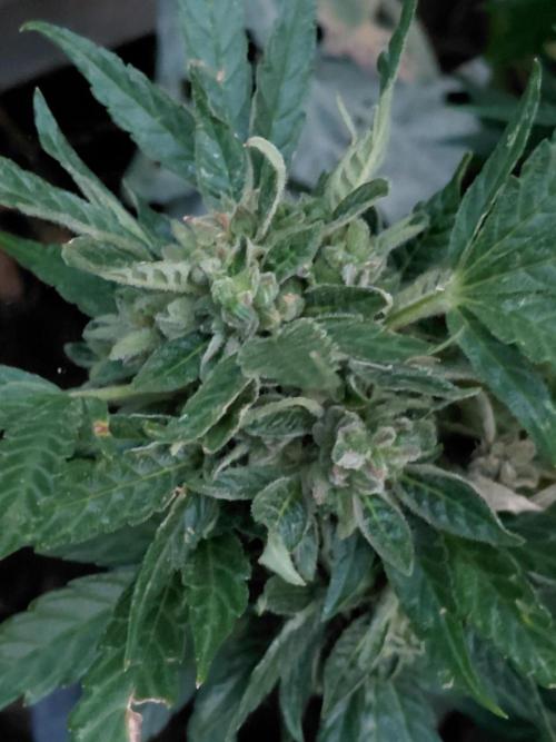 RQS' Milky Way F1 Outdoor Leftovers. Week 13