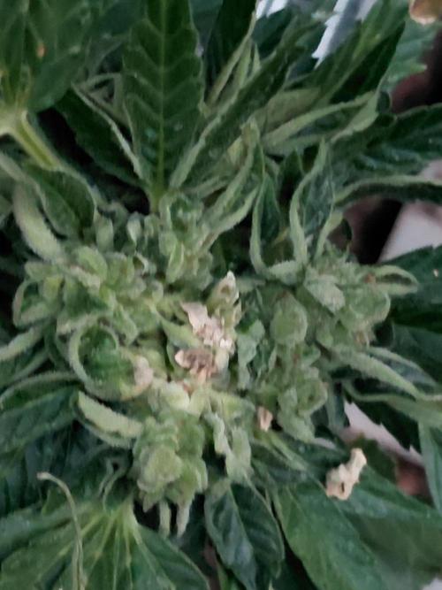 RQS' Milky Way F1 Outdoor Leftovers. Week 13