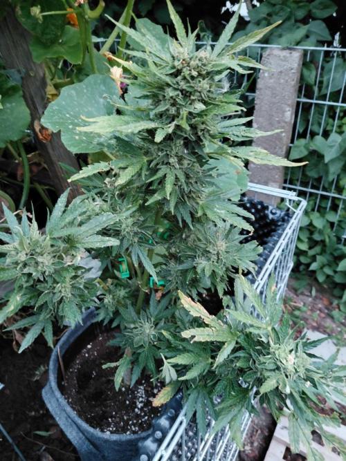 RQS' Milky Way F1 Outdoor Leftovers. Week 13