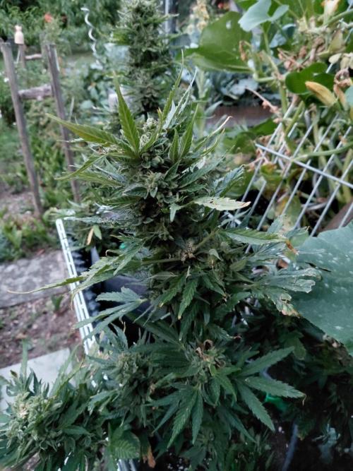 RQS' Milky Way F1 Outdoor Leftovers. Week 13