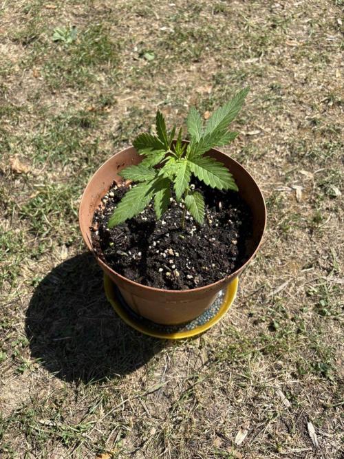 Delicious Seeds' Neville's Rose Auto OD. Week 2