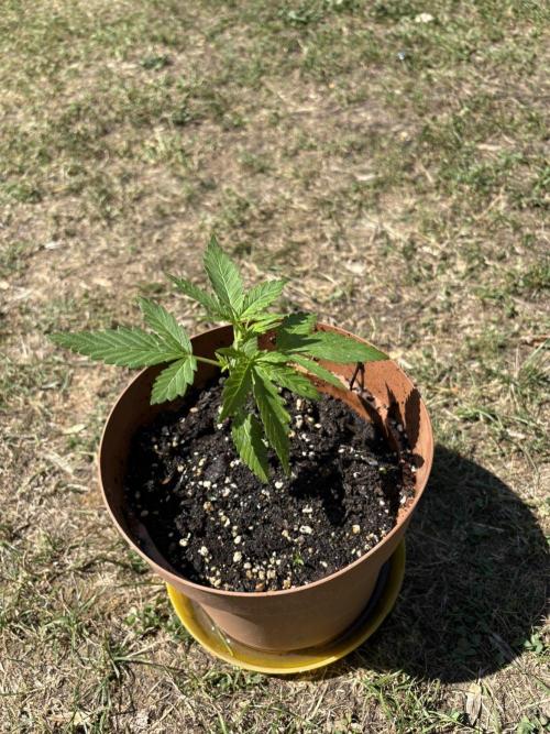 Delicious Seeds' Neville's Rose Auto OD. Week 2