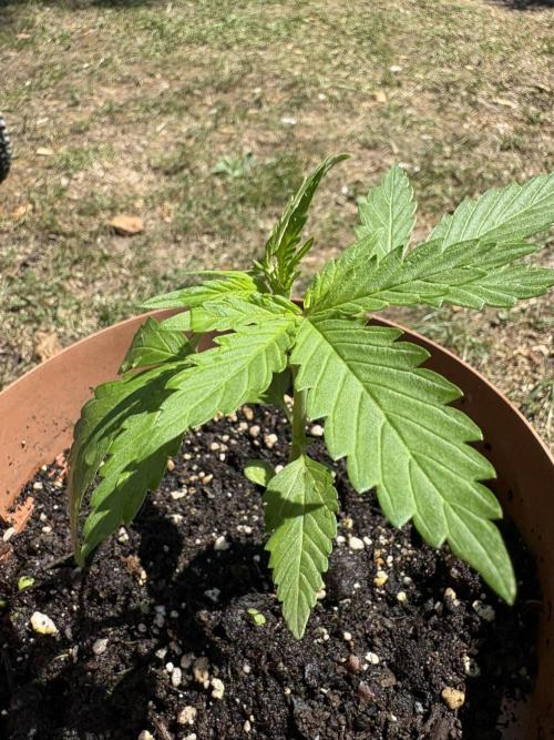 Delicious Seeds' Neville's Rose Auto OD. Week 2