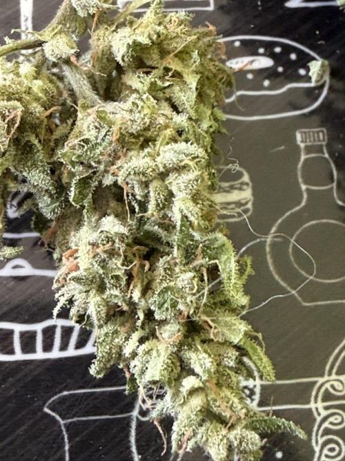Spliff's Auto Neville's Haze Outdoor GER. Week 12