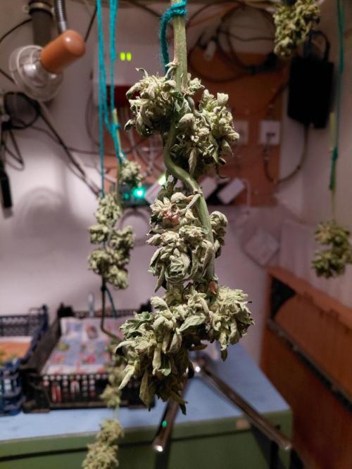 RQS' Milky Way F1 Outdoor Leftovers. Week 14
