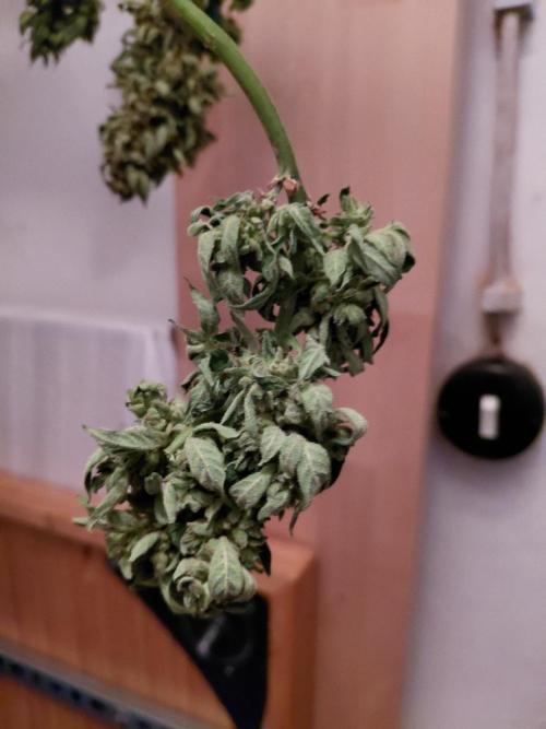RQS' Milky Way F1 Outdoor Leftovers. Week 14