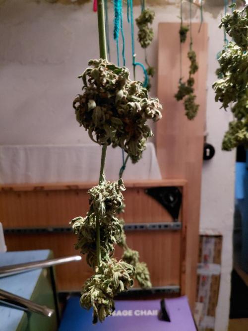 Spliff's Neville's Haze Auto Outdoor run. Week 14