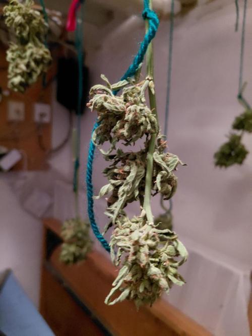Spliff's Neville's Haze Auto Outdoor run. Week 14